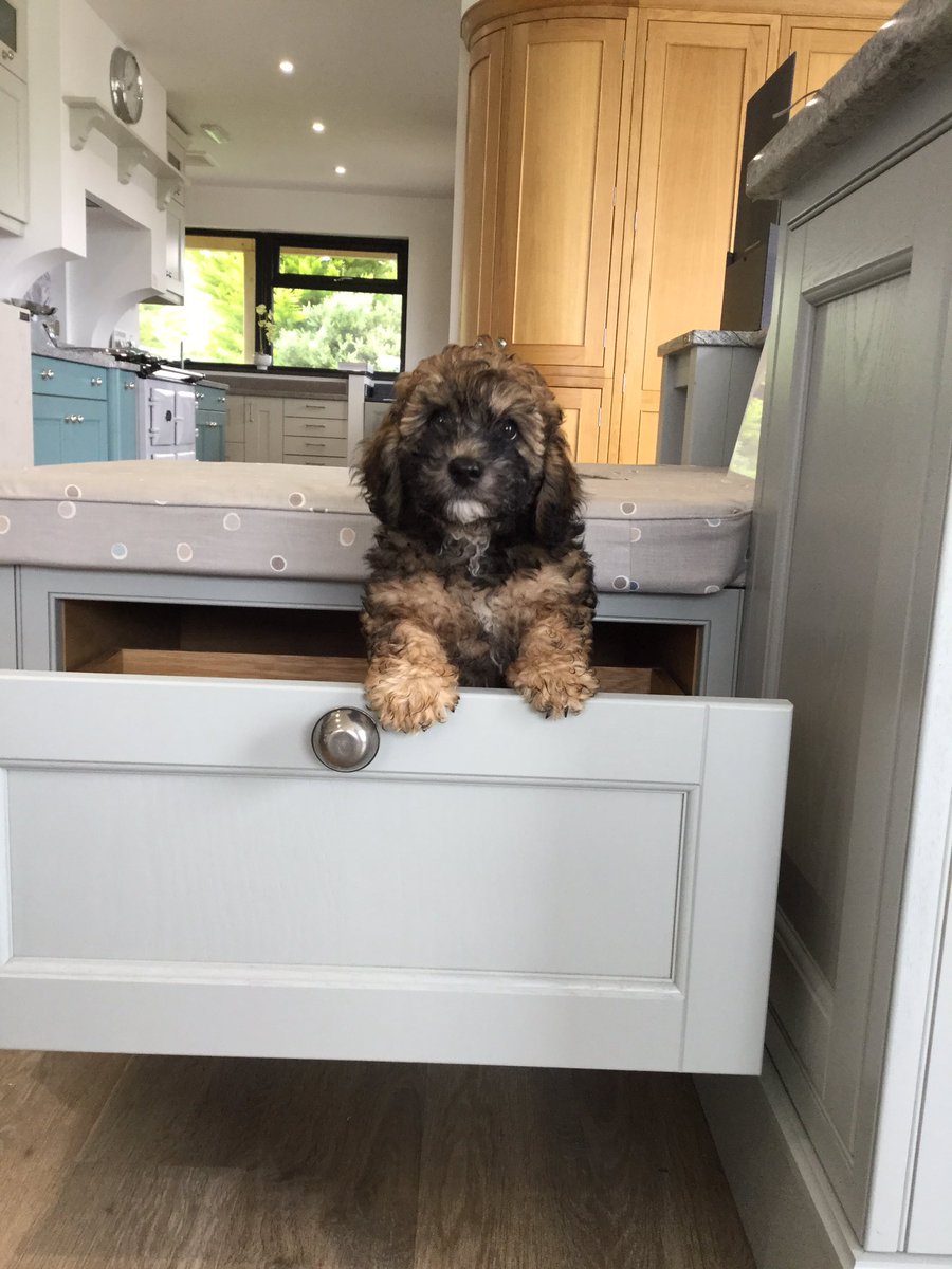 Groots first visit to the showroom 😍 #dogsoftwitter #hawksfield duchydesigns.com