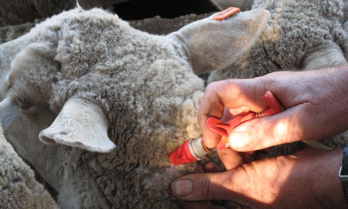 Нодулярный дерматит ягнят. Ягнята прививки. Брадзот овец вакцинация. Брадзот овец ветеринария. Подкожные инъекции овцам.