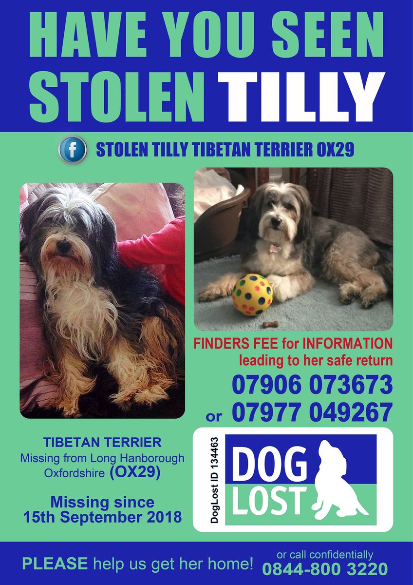 Tillymissing's tweet photo. HELP FIND TILLY-she went missing 15 Sept after being spooked by 8 dogs on her walk, Long Hanborough OX29. She ran 4 miles to North Leigh where she was last seen going into a field opposite The Woodman Pub, that was her last sighting. Please help find her https://t.co/HadgyEoN0X