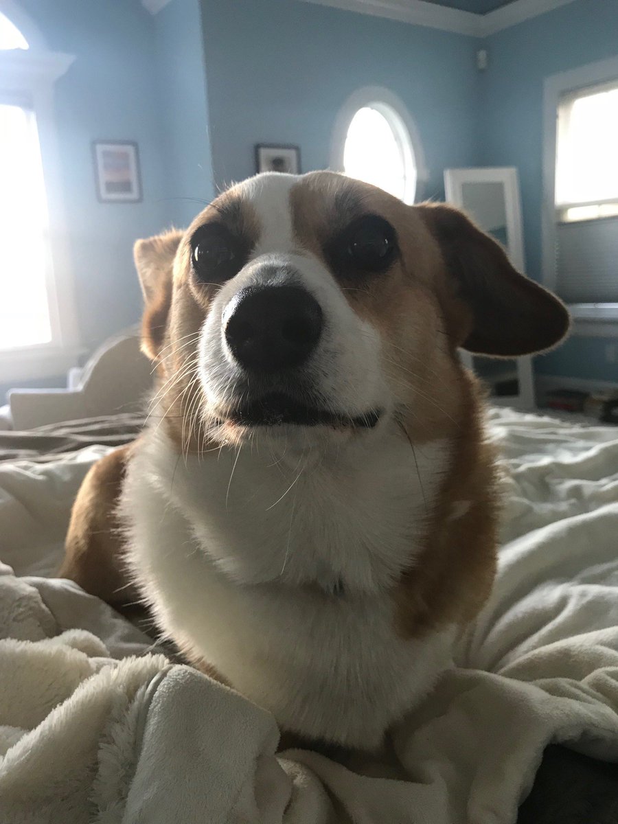 Bill O'Reilly on Twitter "Yes, you can pet me. But only after reading