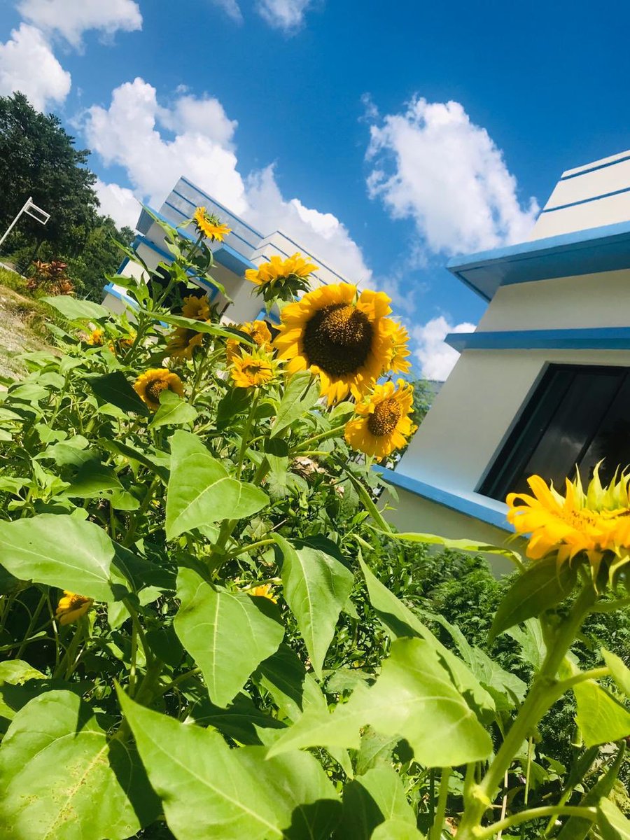 GregSeckerFoun's tweet photo. Sunflowers are blooming all around the GSF Village and they look fantastic against the white houses and the blue sky.  

Once the Sunflowers loose their magnificent bloom, the seeds can be used for both oil and butter which is another food source for our families. 🌻🌻 https://t.co/bm8oxCeCRC