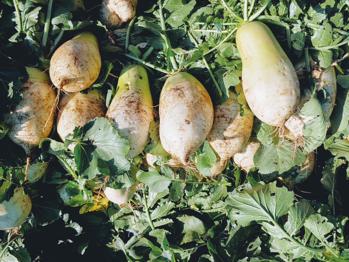 daejiggum's tweet image. 4일간 
#성남시 관내 천여명의 아이들이  #성남시민농원_농사체험장을 찾아 가을에 수확한 꿀고구마와 시~원한 무를 맛보고 체험장을 신나게 누비며 #무수확체험 을 했습니다. 

내년에 더 건강한 먹거리로 또 만나요~

#성남시농업기술센터
#텃밭지도사
#도시농업관리사
#공공근로 #지역공동체일자리