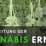 Image for the Tweet beginning: Verarbeitung der Cannabis Ernte &amp;