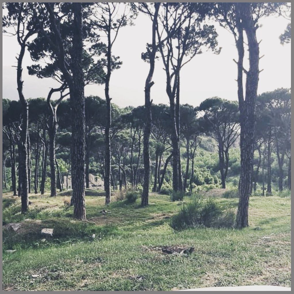 tabsure_ent's tweet photo. This land may be profitable to those that will adventure it. 
Lebanese Pine Trees 🌳🌳
#lebanon #لبنان #pines #صنوبر #lebanesetrees #nature #الطبيعة #adventure #quotes #adventurequotes #tabsure #طبشور https://t.co/hix5vwkSTb
