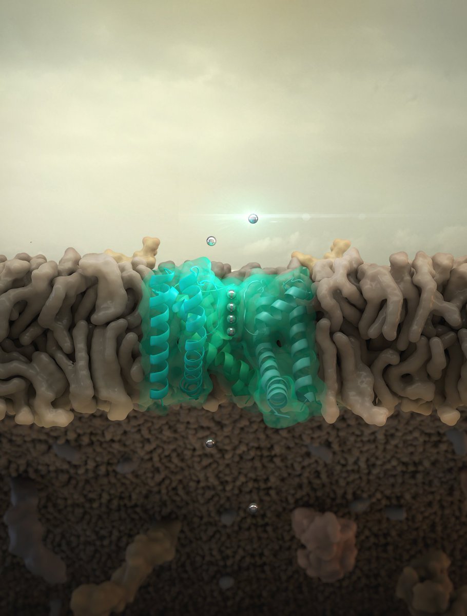 ORNLNeutrons's tweet photo. Pub @NatureComms:⚡️Ion channels are membrane proteins responsible for generating fast acting electrical signals in living organisms. Using #neutrons @ORNL, researchers were able to determine how ion transport in these channels occurs. (📸: @splette) ▶️https://t.co/kbYGRuKZCP https://t.co/3zRoROW0ZW