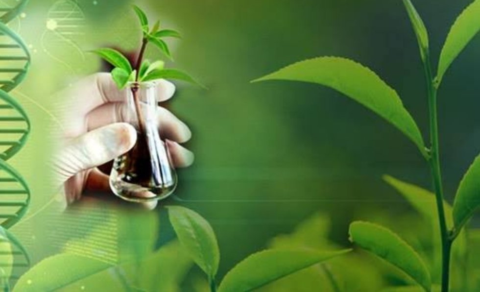 экологическая биотехнология. биотехнология врастеневодстве. биотехнология. экологические исследования. фармация экология.