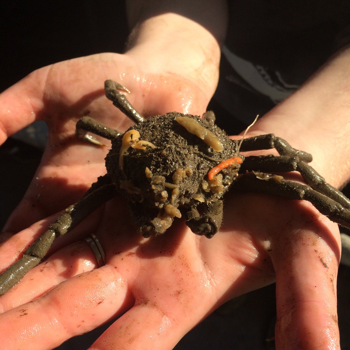 riverprojectnyc's tweet photo. Stop by the Wetlab today from 2pm to 5pm for an intern hosted Wetlab Look-in! Two interns will be doing their activities meaning two topics for twice the fun! Come today to learn about Spider Crabs and our local Water Quality!
#animalsofnyc #pier40 #manhattan #free https://t.co/qUMowDuhO3