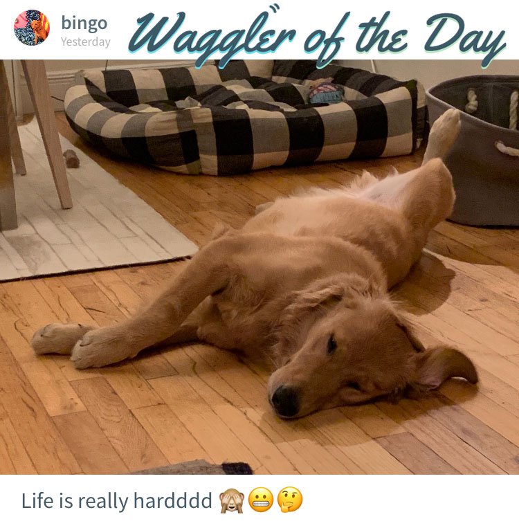 Remember to always save time for cozy snoozles - your daily exhausting routine of sneakin' treats and lickin' feets can wait!
Love, Bingo the pupper

Meet cute pups on Waggle's app: bit.ly/wagglingapp

#dogs #puppies #goldenretriever #pets #sleepy #ThursdayThoughts