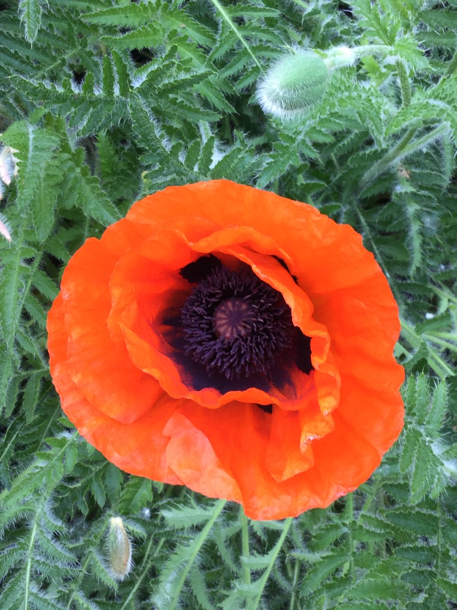 On Sunday 11 November, Armistice Day, there will be no charge for entry to the Garden to honour the 100 year anniversary of the end of WW1. We hope to offer a peaceful place for quiet contemplation on this day.