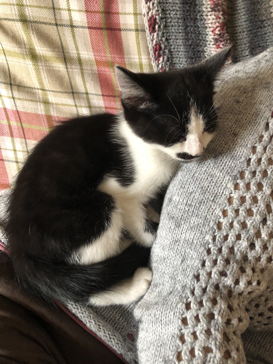 orangina17's tweet photo. Nap time for the #Goole @RSPCA_official kittens https://t.co/i9TBwvPmSc