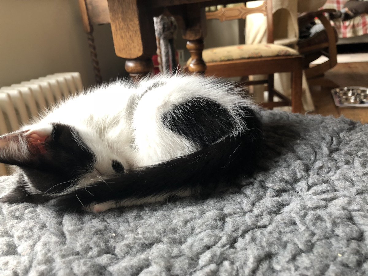 orangina17's tweet photo. Nap time for the #Goole @RSPCA_official kittens https://t.co/i9TBwvPmSc