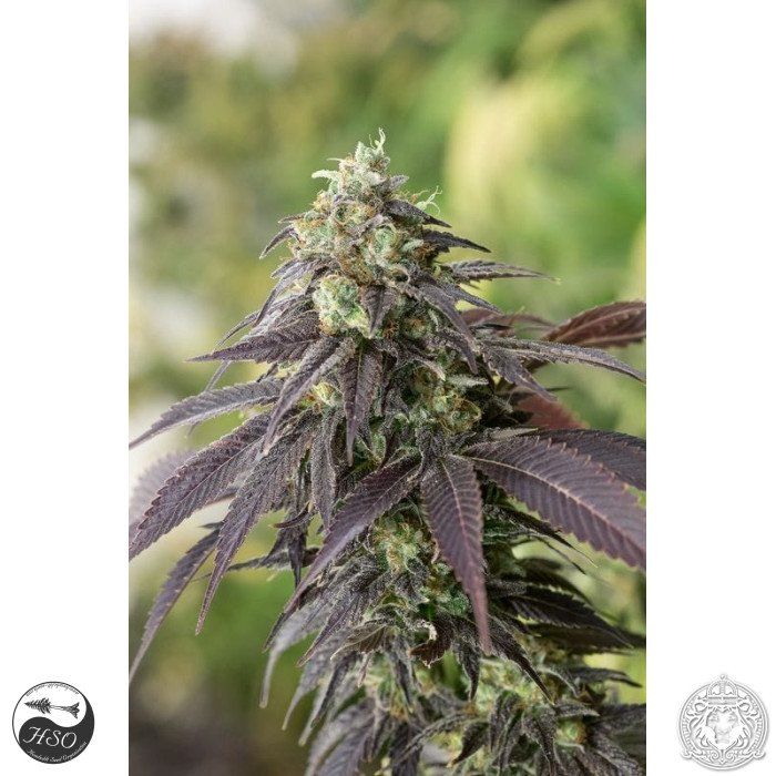 FixMyPot's tweet image. Buy 707 Headband Feminized cannabis Seeds by Humboldt Seeds | SeedSupreme | SeedSupreme #CannabisSeeds buff.ly/2zlHudd #cannabisseeds #medicalmarijuana #LegalizeIt #CannabisLegalization #cannabis #growyourown #marijuanagrowing #weed #marijuanafiles #homegrown
