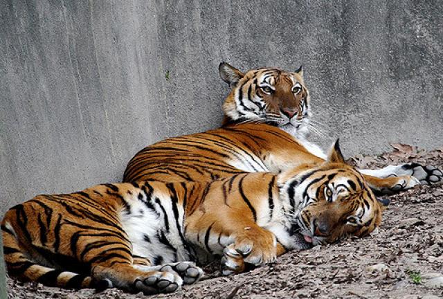 Poachers and smugglers of tiger and rhino products in China can thrive in the shadow of legarlized trade. 
#ChinaLiftsBanOnTigerProducts   #TigerProducts   #RhinoProducts   #WildlifeLoss   #BiodiversityLoss   #Poaching   
blouinnews.com/95678/story/ch…