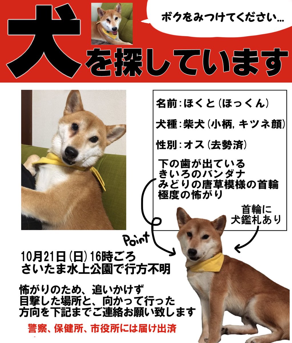 ぷりん Twitterren 3日前より目撃情報が途絶えております さいたま市北区の産業道路歩道 吉野町での目撃情報が最後で毎日捜索しておりますが まだ見つかっていません 明日より発行の新聞にもチラシを挟ませて頂いてます ご協力お願い致します 拡散希望 迷い犬 ぷりん Twitterren 3日前より目撃情報が途絶えております さいたま市北区の産業道路歩道 吉野町での目撃情報が最後で毎日捜索しておりますが まだ見つかっていません 明日より発行の新聞にもチラシを挟ませて頂いてます ご協力お願い致します 拡散希望 迷い犬