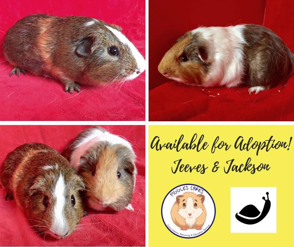 pigglesrescue's tweet photo. Male pair Jeeves &amp; Jackson came to us from Toronto Animal Services.  We had them neutered, and they are now ready for their forever home.  To adopt them or any of our other piggies, please contact @AllCreaturesTO  at allcreaturesoutreach@gmail.com. https://t.co/w3dgcmoIKp