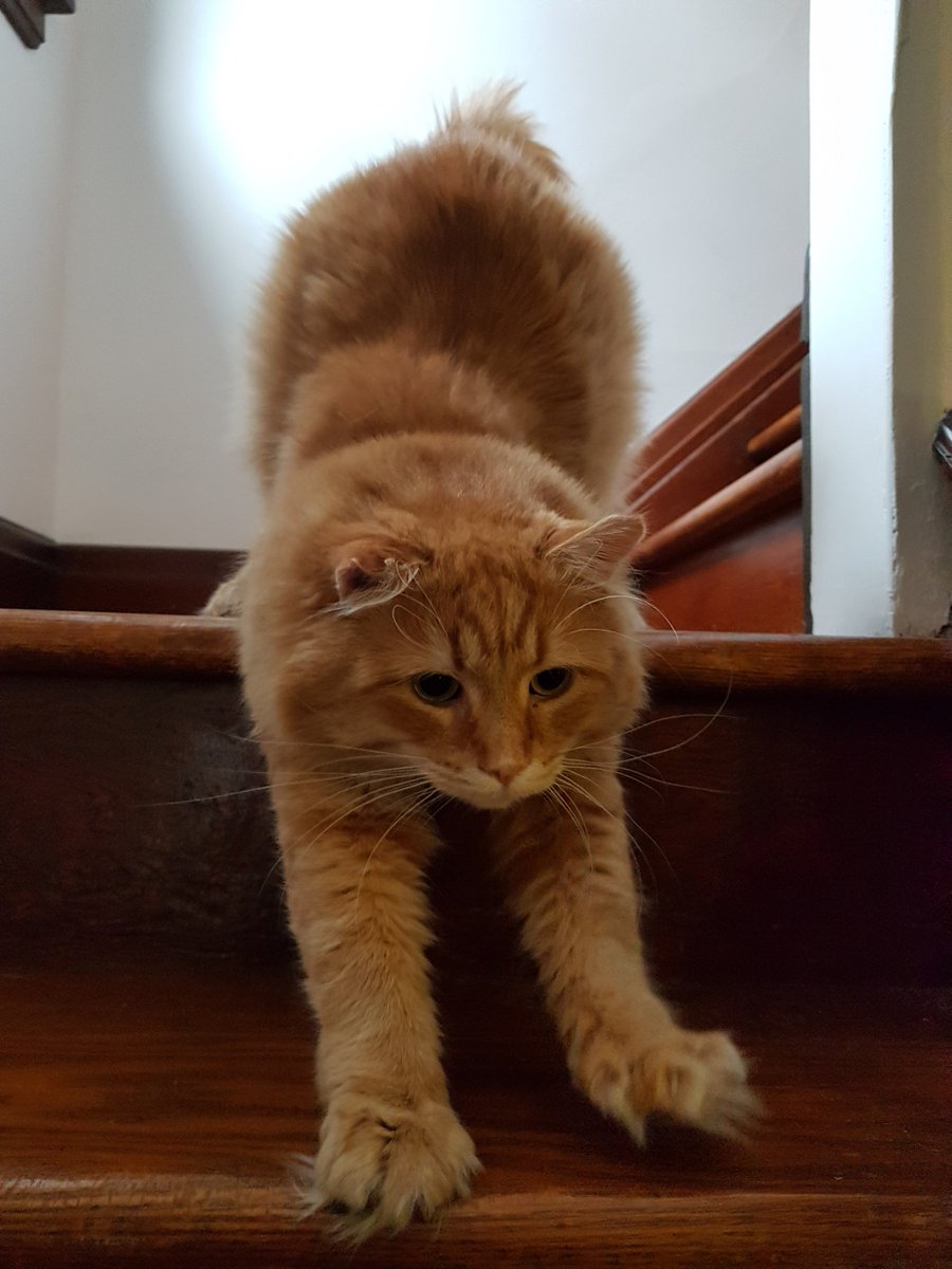 BusyBeeCritSit's tweet photo. Oscar does a big stretch to get ready for his visit with #busybeecrittersitters

#gingercat #fluffypaws #stretchycat #catsitting #petsitting #professionalpetsitter #catsofguelph #guelph #guelphbusiness  #smallbusiness https://t.co/vEzlo47qZn
