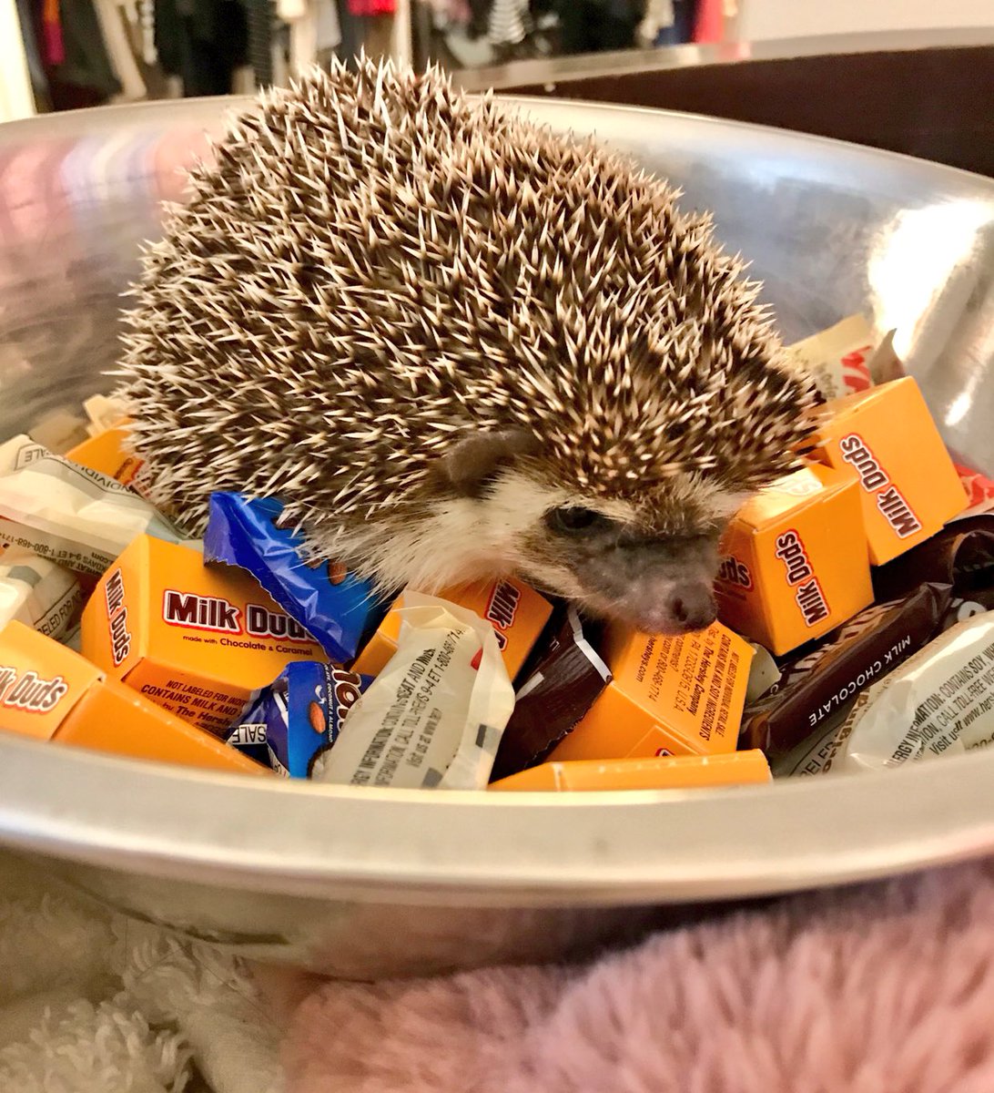 OfficialPumpky's tweet photo. No trick or treaters last night...more candy for Pump 🍬🦔😍 https://t.co/DYsZ3ywpLi