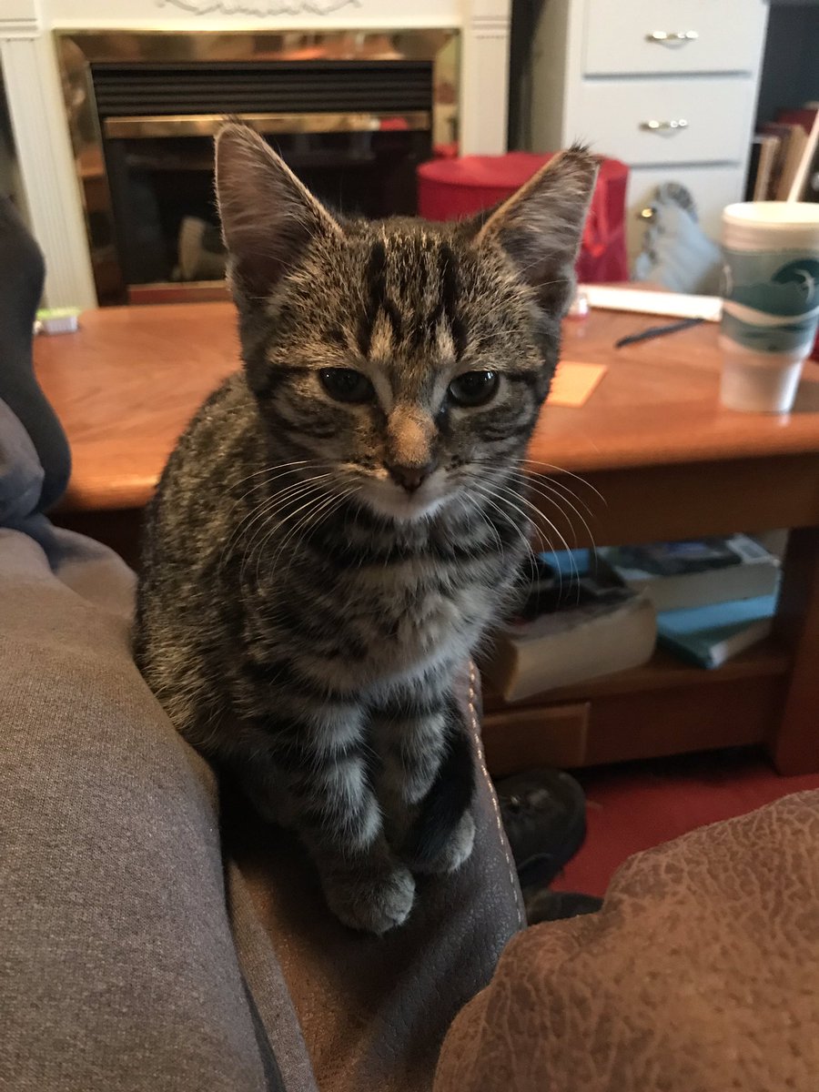 FedCop01's tweet image. The kittens my guys rescued are now adopted. Sadly not all survived but the vet saved four. I kept one and would like to introduce Hamilton.