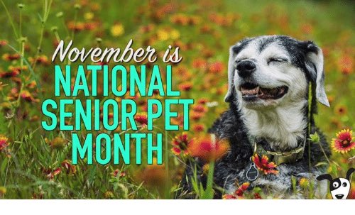 CountryOcala's tweet photo. Call us today to schedule your senior pet for a wellness exam!! #NationalSeniorPetMonth #November #CountryCritters #RuralKing https://t.co/8kCCfWECKk