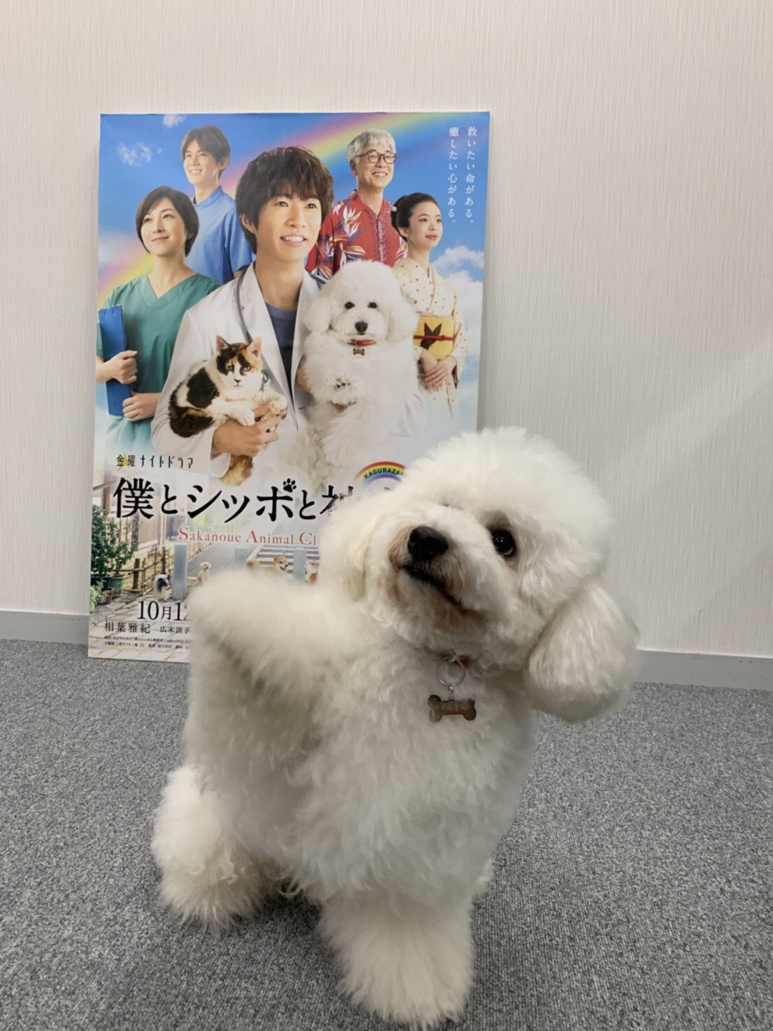 僕とシッポと神楽坂 きょうは なんの日 はいっ 僕たちの日 あしたは なんの日 僕坂 の日 いつもありがとう 僕とシッポと神楽坂 僕坂 相葉雅紀 広末涼子 シッポ 犬の日 いつもありがとう 僕とシッポと神楽坂 きょうは なんの日 はいっ 僕たちの日 あしたは なんの日 僕坂 の日 いつもありがとう 僕とシッポと神楽坂 僕坂 相葉雅紀 広末涼子 シッポ 犬の日 いつもありがとう