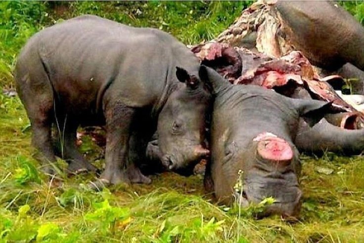 BiologistDan's tweet photo. I will gladly cut off all my hair and send it to be made into Chinese Medicine so he can have his Mommy back. Because that's what a horn is..... Tightly wound hair. RHINO HORNS ARE NOT MEDICINE!!!! RT to spread the word. https://t.co/BO63ijfGX6