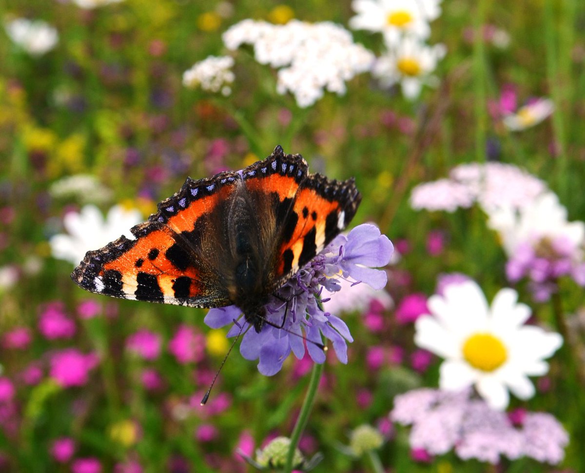 harrowdenturf's tweet image. It's grey and cold outside so time to plan for more colour next spring and colour.  Check out this blog on planning a summer wildflower display.

meadowmat.com/blog/planning-…