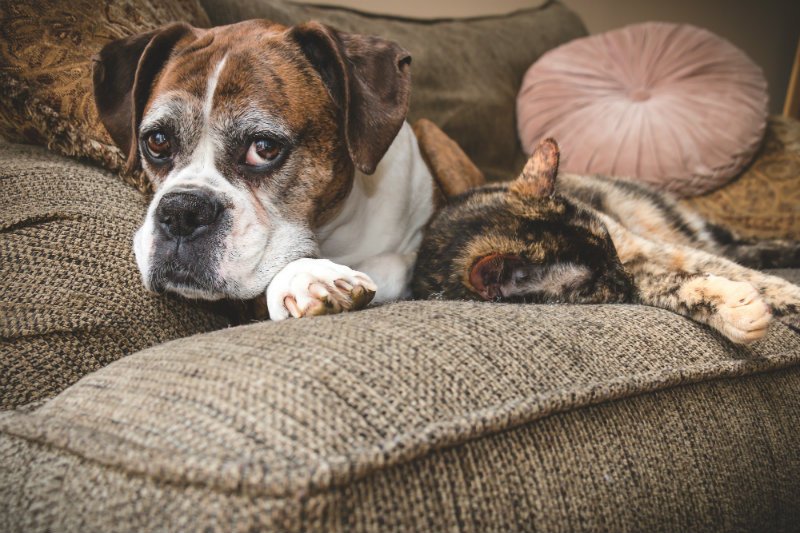 MidlakeVet's tweet photo. No matter how old an animal is, they can be a loyal, loving, and incredible pet. November is Adopt a Senior Pet Month. A great time to consider taking an older pet into your home.
https://t.co/INddGa7oX9
#adoptaseniorpetmonth #oldpets #adopt #yyc #veterinarian https://t.co/kufby9fmeb