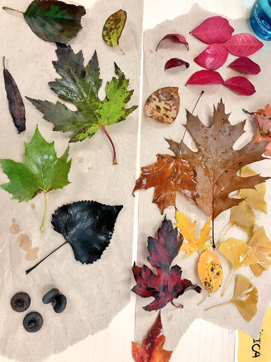 MissAbdulhusein's tweet photo. Exploring nature with Grade 3s to find warm/cool materials for art! Great questions emerged about the lines on leaves, acorns and the changing colours. We’ll continue to investigate by using research and provocations 🍁🎨🌰#crosscurricularintegration #outdoorexploration #YRDSB https://t.co/aWAP7d3kRJ