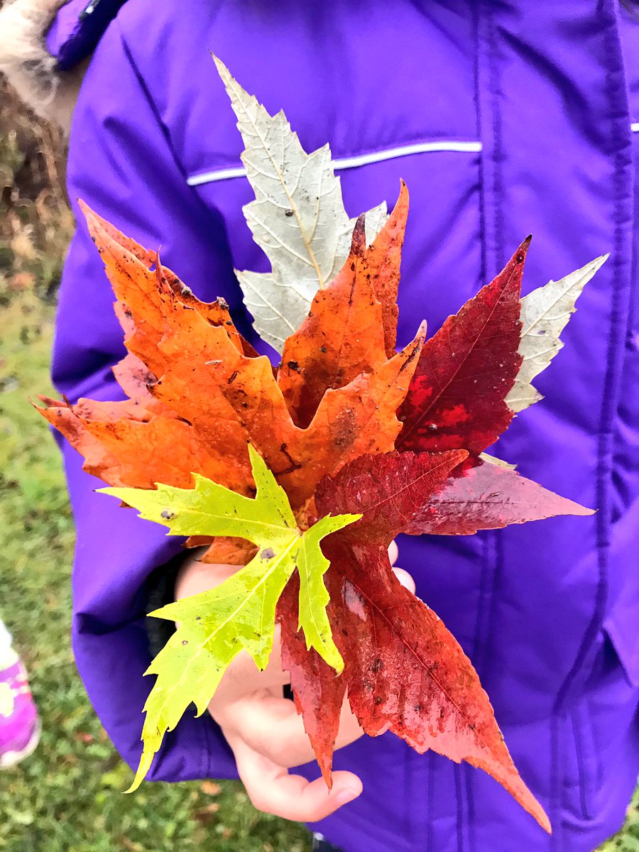 MissAbdulhusein's tweet photo. Exploring nature with Grade 3s to find warm/cool materials for art! Great questions emerged about the lines on leaves, acorns and the changing colours. We’ll continue to investigate by using research and provocations 🍁🎨🌰#crosscurricularintegration #outdoorexploration #YRDSB https://t.co/aWAP7d3kRJ