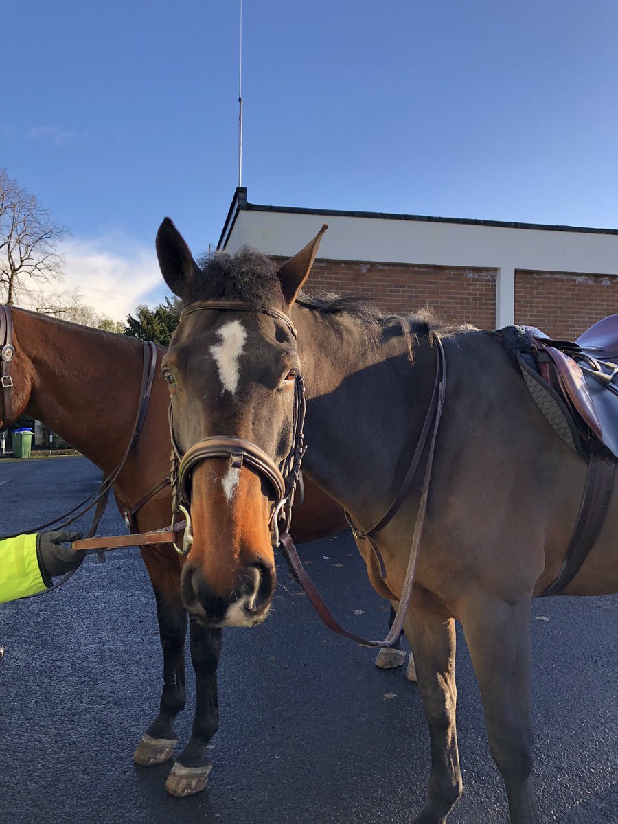 Police Scotland Horses tweet media