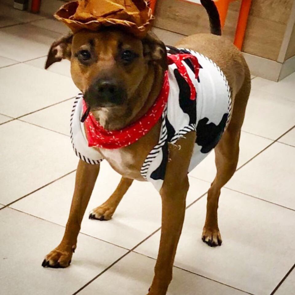 NovakD's tweet photo. The “sheriff” is on duty
#Halloween18 #dog #trickortreat #ToyStory https://t.co/1nfXDF4YtU