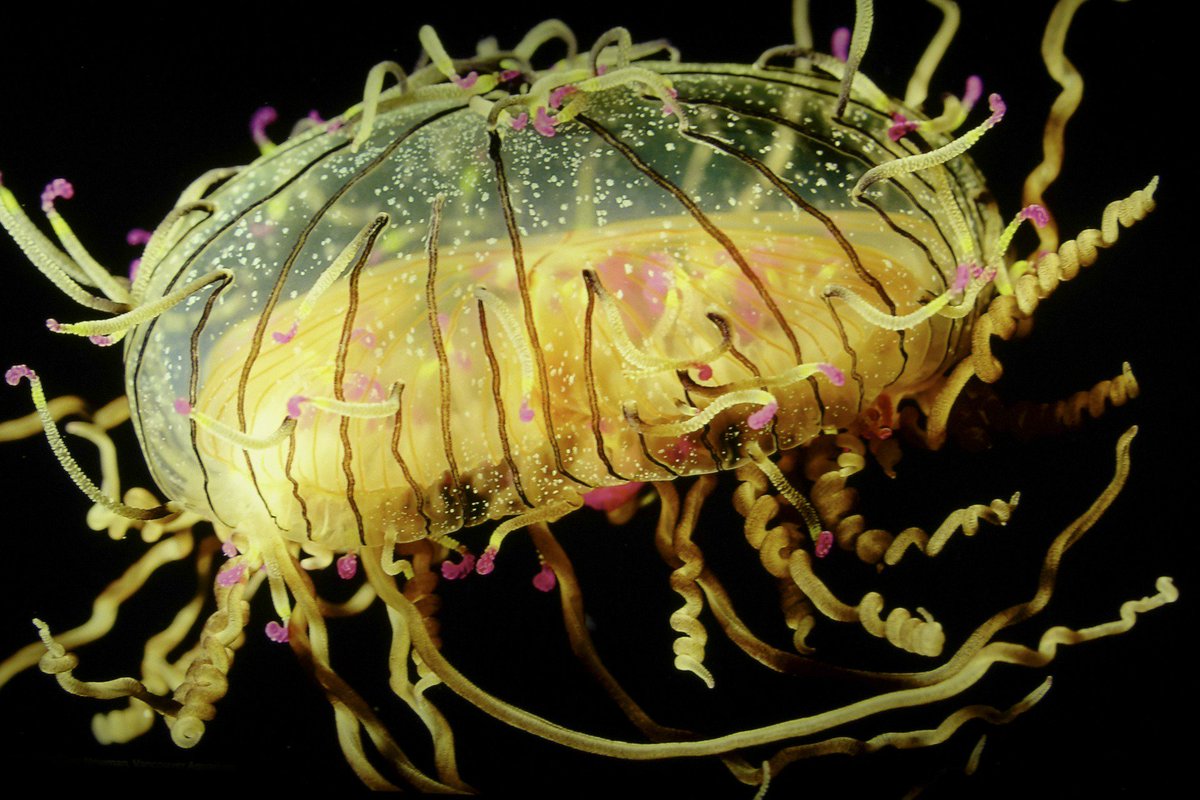 dipndive's tweet photo. #Jellyfish: Facts and Fiction - https://t.co/JGt1fJ5i5S https://t.co/2LWPKubbwT