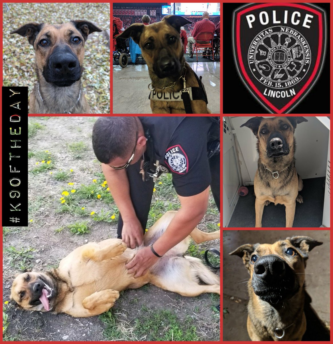 Christina_Roof's tweet photo. #K9OfTheDay Flashback
K9 Layla
Handler: Ofc Johnson
@UNLincoln
#K9Layla is a 3yr old Belgian Malinois/GS/Lab mix. @K9_Layla is an Explosives Detection & ER K9. At work she loves to find things that go boom. At home she loves finding new ways to raise her Dad's blood pressure! https://t.co/sS1Nf5VNH4