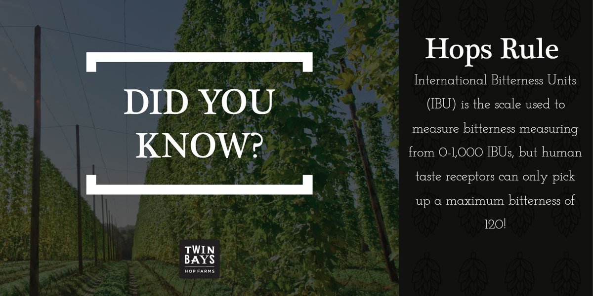 HopBays's tweet image. International Bitterness Units (IBU) is the scale used to measure bitterness ranging from 0-1,000 IBUs, but we can only pick up a maximum bitterness of 120! Let your 🍺 shine with fresh hops bit.ly/2MSKcj2
#hopfarm  #twinbays #flowgrown #crowdfunding #hydroponics #stpete