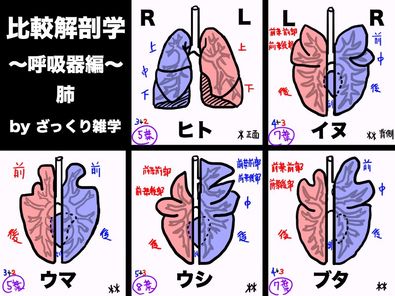 ざっくり雑学 در توییتر 比較解剖学 呼吸器編 肺 T Co Xvp9extgby 肺の葉の数も動物 によって違うよ ヒトは二足歩行だから 肺の葉が上から下へとネーミングされるけど 四足歩行の動物は 前から後ろへとネーミングされるんだ