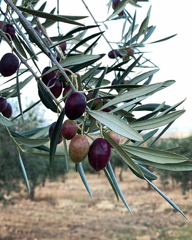 winevoo_'s tweet photo. extra virgin olive oil... #minimalpleasures #azeiteemporiogouveia by #pleasurefood #evoopraemium #emporiogouveiablackbottle #evoo #nyiooc2018 #offthewall https://t.co/HXT1Djczhf https://t.co/qj6wDtzHQh