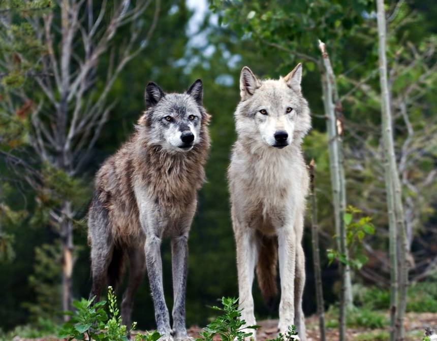 livelike_wolves's tweet photo. Don't mind us, we're just indirectly improving the ecosystem and helping keep wildlife populations in check.#wolves #apexpredators #wildlife #ecosystem https://t.co/gzWy2dpJ8d