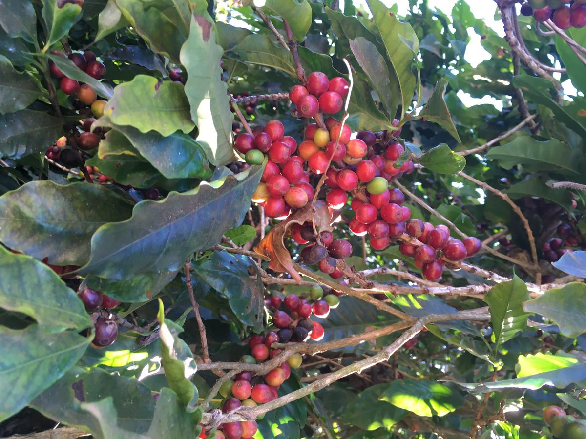 FixxCoffee's tweet photo. Often we're asked if we sell #FAIRTRADE coffees. Our answer: First off our coffee has to taste great, but if it's produced by a FAIRTRADE affiliated supplier then so much the better.

Currently we feature the following Fairtrade coffees: https://t.co/KWLkq6AhND #FiXXCoffee https://t.co/TbgoFFe6gD