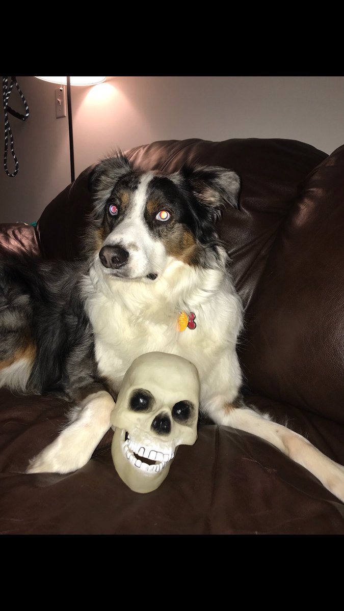 AllThingsAuss's tweet photo. Make sure you put your Halloween candy up high! You don’t want your sweet pup getting into it #allthingsaussie #australianshepherd https://t.co/gYGOKS2jyy