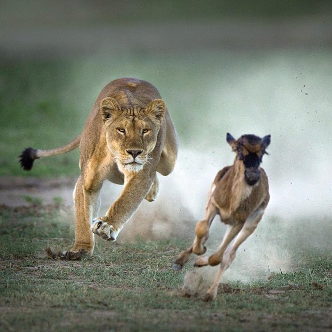 InterestingNtr's tweet photo. Sometimes the predator becomes the prey🦁
Follow me please @InterestingNtr https://t.co/HMbnHDZeLu