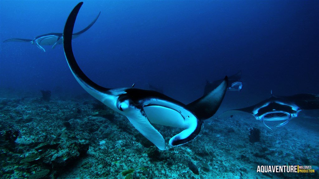 DailyDiveCom's tweet image. Mantas in Addu Atoll in the Maldives by Aquaventure Dive Center.
