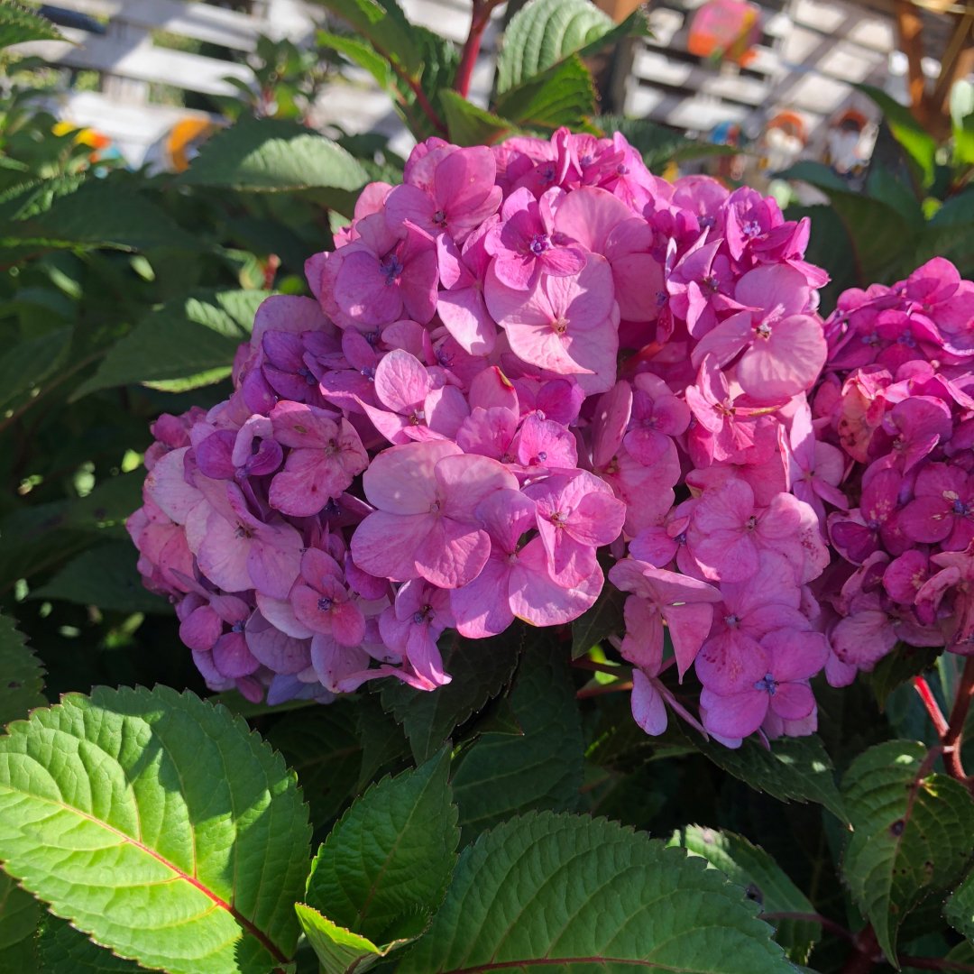 Hydrangea Endless Summer BloomStruck - Large mop-head variety that blooms on both old & new wood. Red-purple stems. Flowers that bloom pink with alkaline soil & blue with acidic soil.
#pink #alkalinesoil #acidicsoil #blue #hydrangea #blooms #southportnc #oakisland #greenthumb