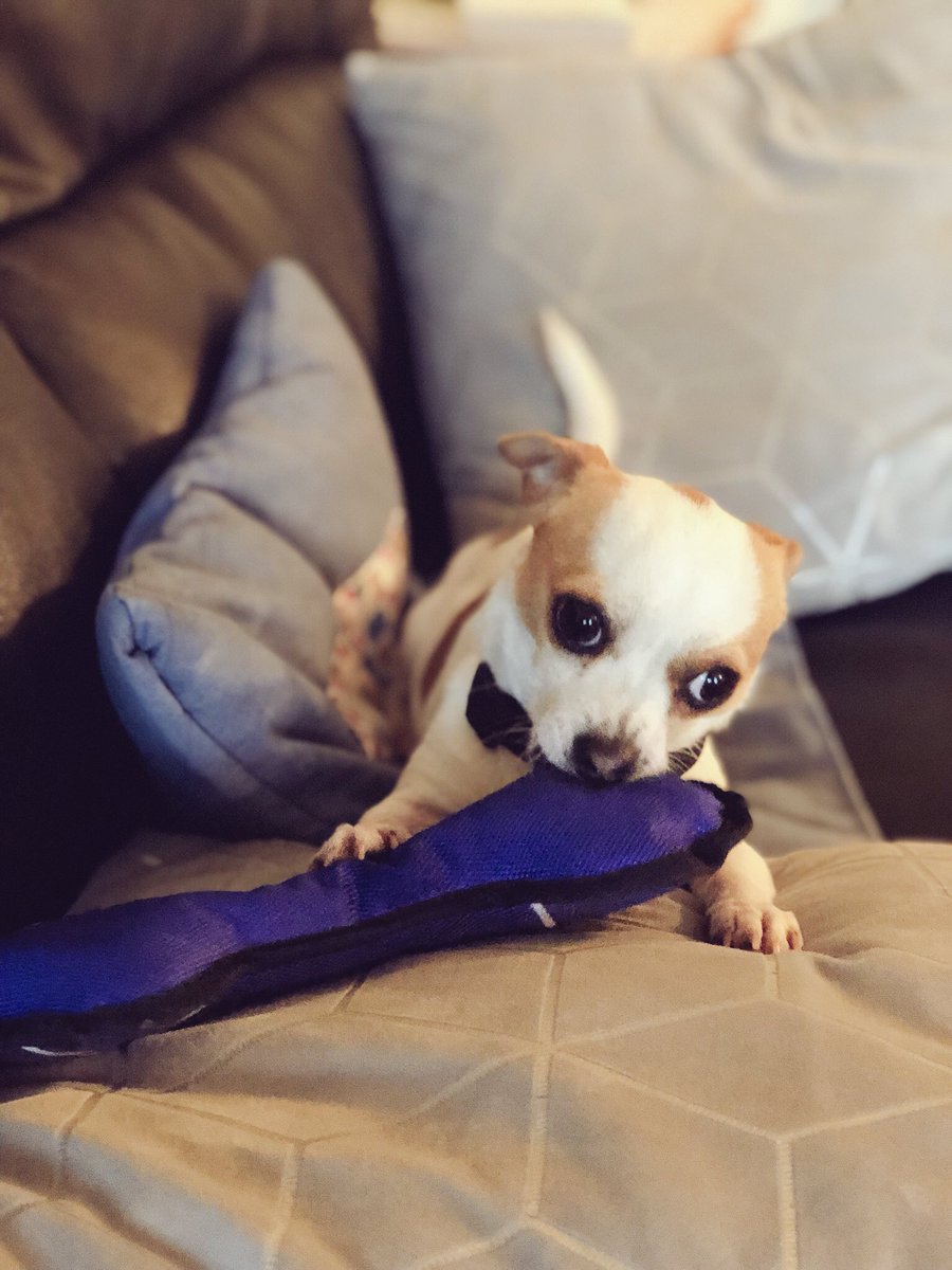 ButtonWoofs's tweet photo. I love getting my paws on new toys and messing with them! My owners are so lucky to have such a playful dog like me to keep the fun going in our house. 😂🐶 #DogsOfTwitter #Dogs #AdoptDontShop #AdoptADog #DogToys #RescueDog https://t.co/CTCHjhWvuX