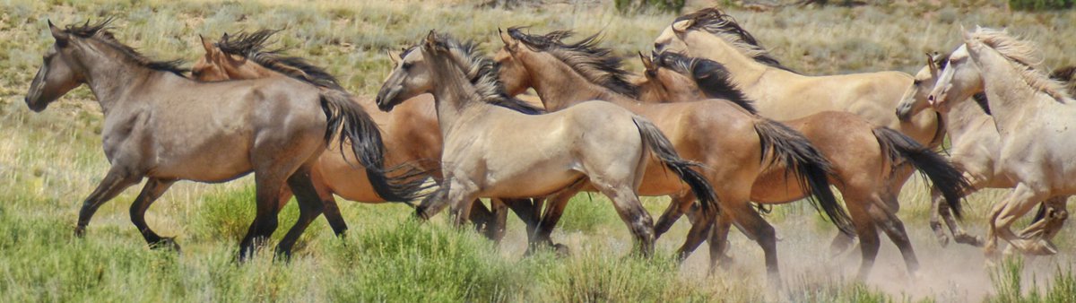 Blueequus775's tweet photo. Vote as if their lives depended on it.
#Election2018
#VoteBlue
#VoteHumane
#wildhorses https://t.co/feus0HMYN2