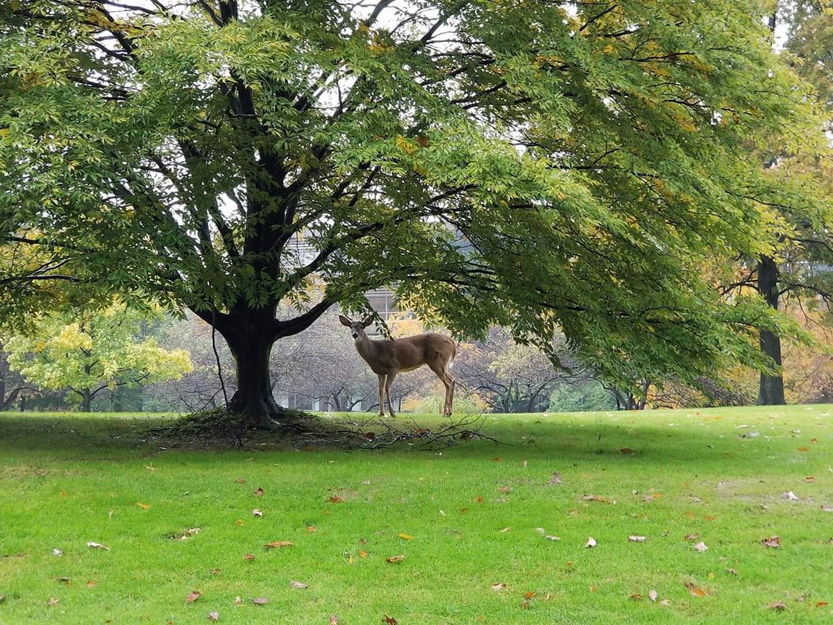 girltrunks's tweet photo. Had to capture this beauty looking regal under the tree and perfectly positioned for the photo op!  #deer #nature #fall #rainyday #thebeautyofnature #taketime #fallleaves #natuephotos https://t.co/q6l9I3fhN4