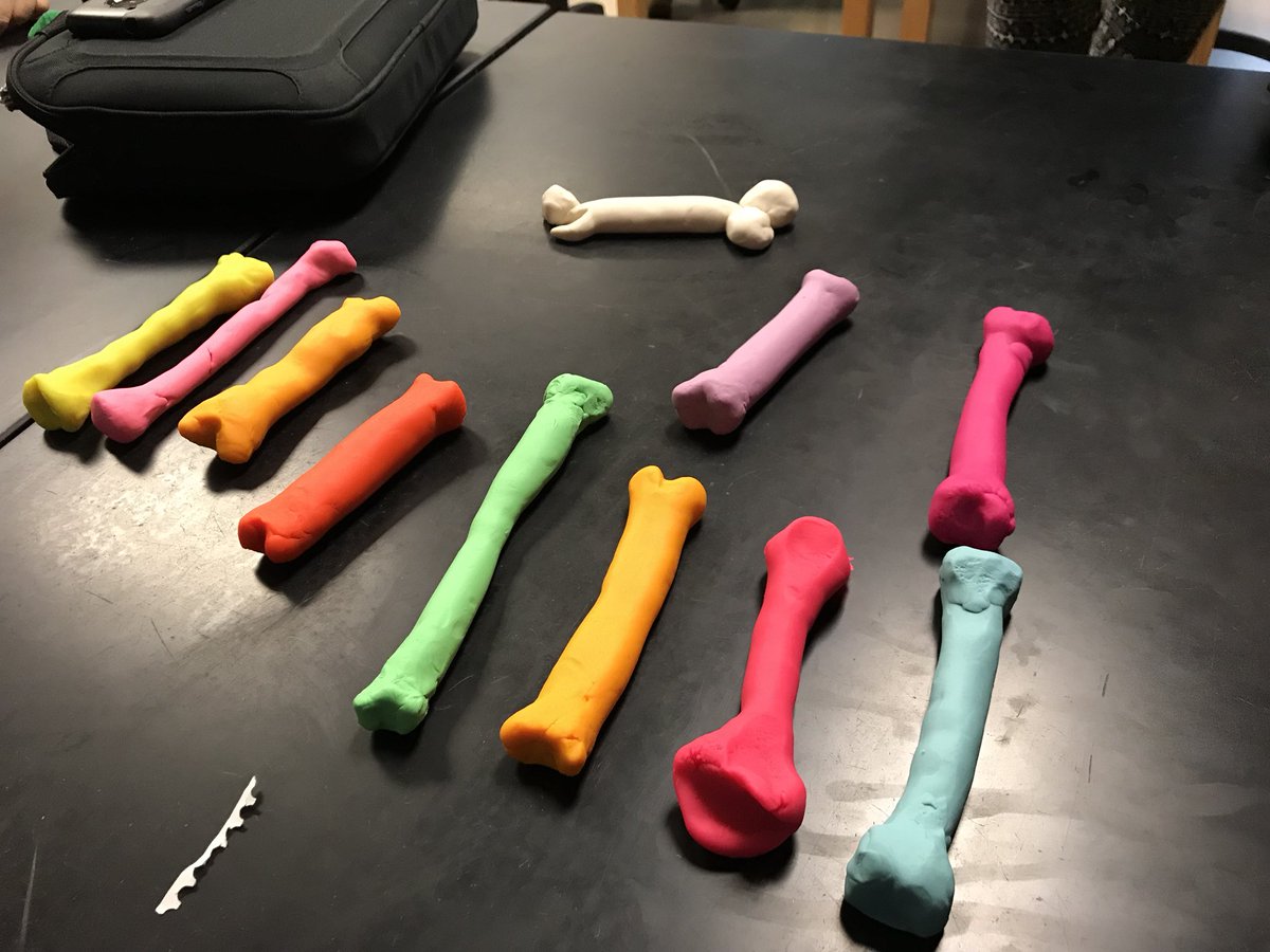 StreatFFA's tweet photo. Be innovative in checking for understanding. Agriscience today had to use play doh to demonstrate understanding of different bone types! #playdoh #teachag #learningbydoing #AGEG #SHSuccess #bones #animalsystems #longbones #animalscience https://t.co/ZeFznvxP8j
