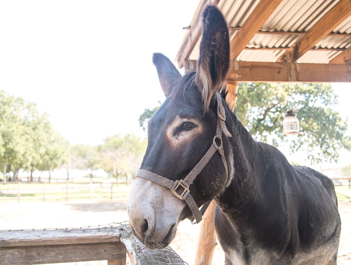 ocpdallas's tweet photo. That's a handsome fella! #dhvillage #DonkeysofDHV #WillieandWaylon #animalsofDHV https://t.co/s1HWOIgtd4