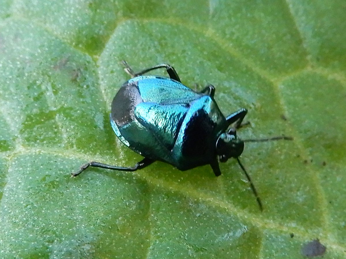 4peatssake2's tweet photo. Zicrona caerulea #hemiptera aka Blue #Bug or is it a green one🤔Same little critter different backgrounds to show the effect of metallic colouration/lighting on surprise 🙂find in marginal debris whilst doing a bit of pond tidying earlier today #HumberheadLevels https://t.co/vLbVm7UetH