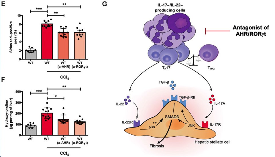 mmw_lmw's tweet photo. #Type_3_Immunity can lead to #Liver_Fibrosis | Type 3 cytokines (IL17A and IL22) drive TGFb dependent liver damage | Naglaa Shoukry @CRCHUM @SciImmunology https://t.co/G5zp4EQTCc | #Oct_ReCap https://t.co/Sr1iu9kRld