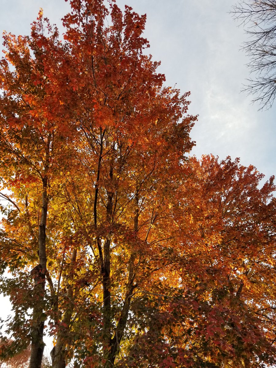 Zutalo's tweet photo. My beautiful maple trees. https://t.co/PRaKTtMJxP